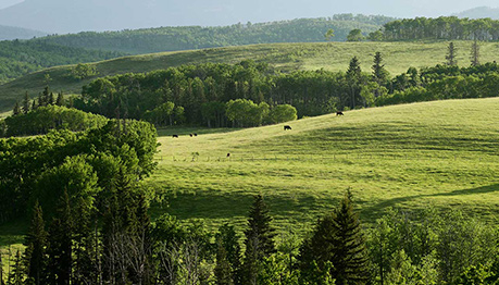 Green grasslands